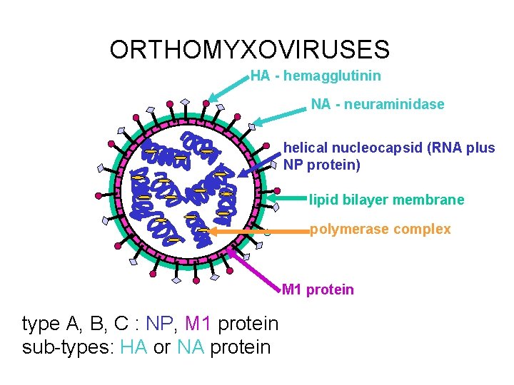 ORTHOMYXOVIRUSES HA - hemagglutinin NA - neuraminidase helical nucleocapsid (RNA plus NP protein) lipid