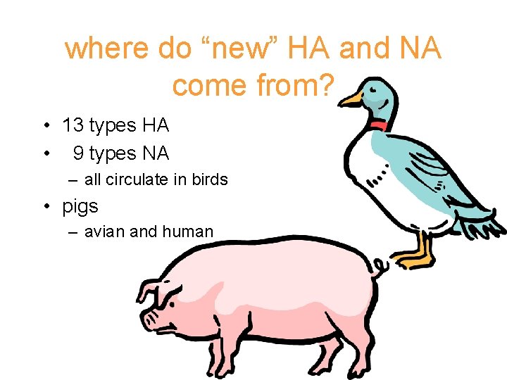 where do “new” HA and NA come from? • 13 types HA • 9