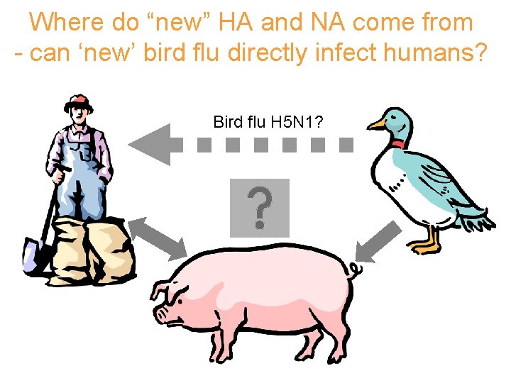 Where do “new” HA and NA come from - can ‘new’ bird flu directly