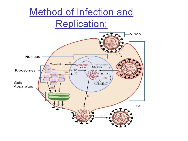 Method of Infection and Replication: • The flu virus binds onto sugars on the