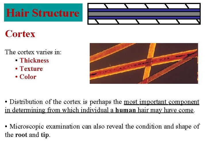 Hair Structure Cortex The cortex varies in: • Thickness • Texture • Color •