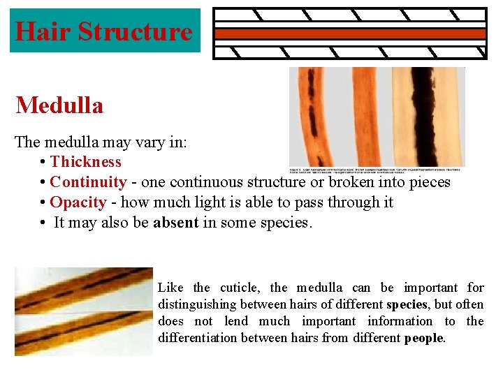 Hair Structure Medulla The medulla may vary in: • Thickness • Continuity - one