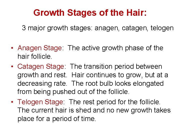 Growth Stages of the Hair: 3 major growth stages: anagen, catagen, telogen • Anagen