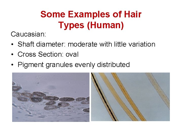 Some Examples of Hair Types (Human) Caucasian: • Shaft diameter: moderate with little variation