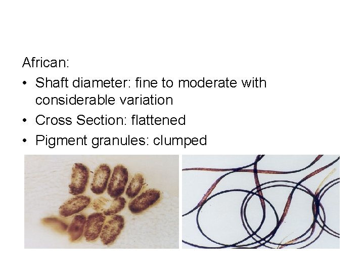 African: • Shaft diameter: fine to moderate with considerable variation • Cross Section: flattened