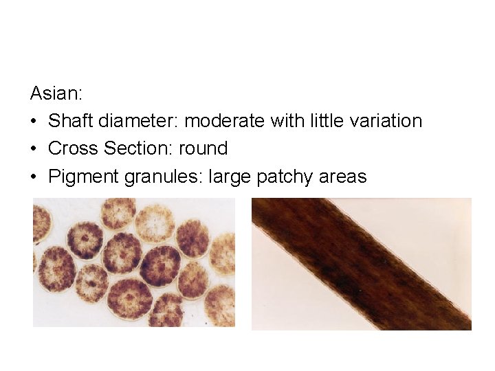 Asian: • Shaft diameter: moderate with little variation • Cross Section: round • Pigment