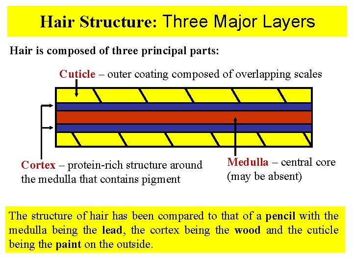 Hair Structure: Three Major Layers Hair is composed of three principal parts: Cuticle –