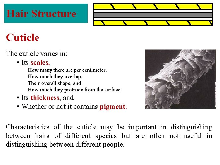 Hair Structure Cuticle The cuticle varies in: • Its scales, How many there are