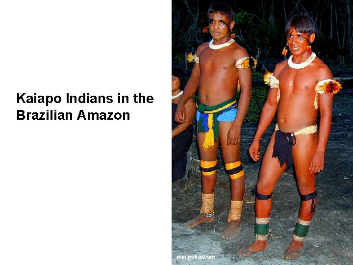 Kaiapo Indians in the Brazilian Amazon Kaiapo Indians in the Brazilian Amazon