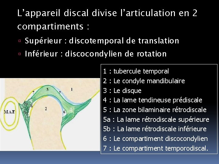 L’appareil discal divise l’articulation en 2 compartiments : Supérieur : discotemporal de translation Inférieur