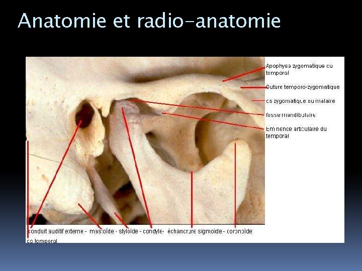 Anatomie et radio-anatomie 