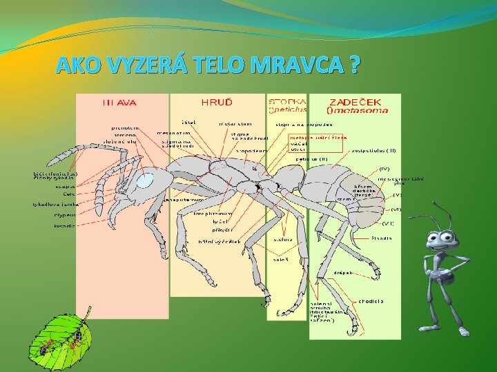 AKO VYZERÁ TELO MRAVCA ? 