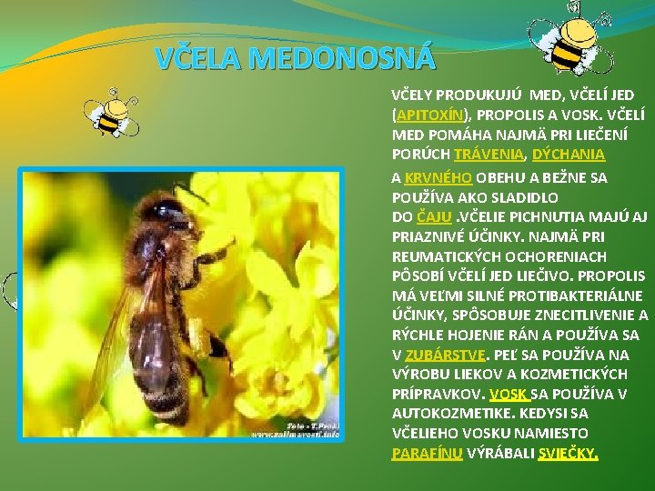 VČELA MEDONOSNÁ VČELY PRODUKUJÚ MED, VČELÍ JED (APITOXÍN), PROPOLIS A VOSK. VČELÍ MED POMÁHA