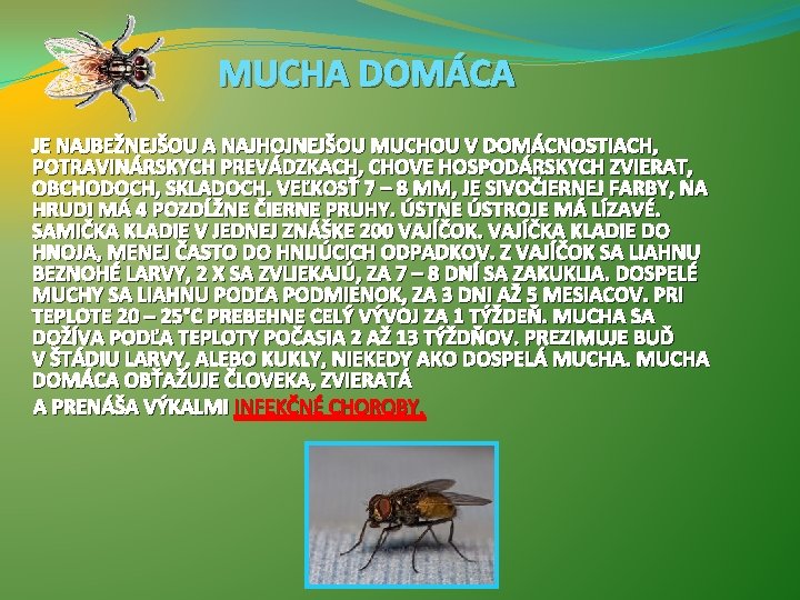  MUCHA DOMÁCA JE NAJBEŽNEJŠOU A NAJHOJNEJŠOU MUCHOU V DOMÁCNOSTIACH, POTRAVINÁRSKYCH PREVÁDZKACH, CHOVE HOSPODÁRSKYCH