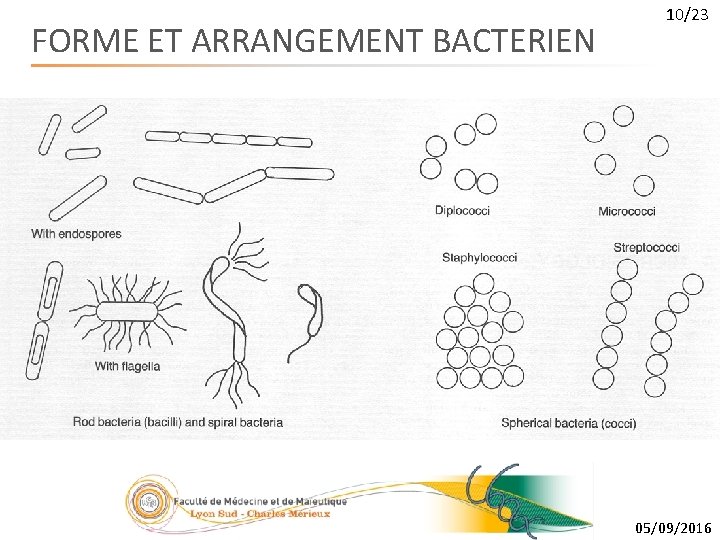 FORME ET ARRANGEMENT BACTERIEN 10/23 05/09/2016 