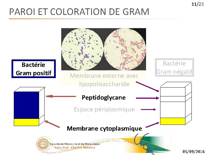 PAROI ET COLORATION DE GRAM Bactérie Gram positif Membrane externe avec lipopolisaccharide 11/23 Bactérie