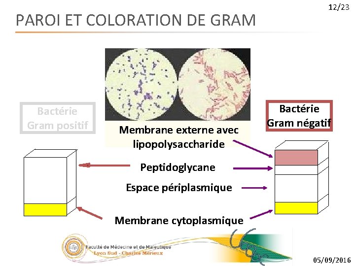 PAROI ET COLORATION DE GRAM Bactérie Gram positif Membrane externe avec lipopolysaccharide 12/23 Bactérie