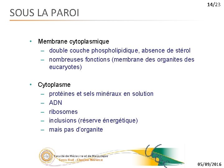 SOUS LA PAROI 14/23 • Membrane cytoplasmique – double couche phospholipidique, absence de stérol