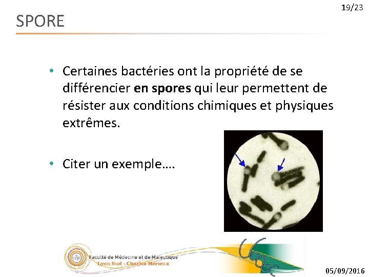 19/23 SPORE • Certaines bactéries ont la propriété de se différencier en spores qui