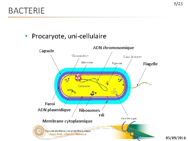 5/23 BACTERIE • Procaryote, uni-cellulaire Capsule ADN chromosomique Flagelle Paroi ADN plasmidique Ribosomes Pili