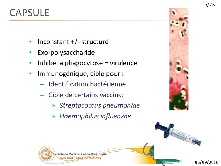 CAPSULE • • 6/23 Inconstant +/- structuré Exo-polysaccharide Inhibe la phagocytose = virulence Immunogénique,