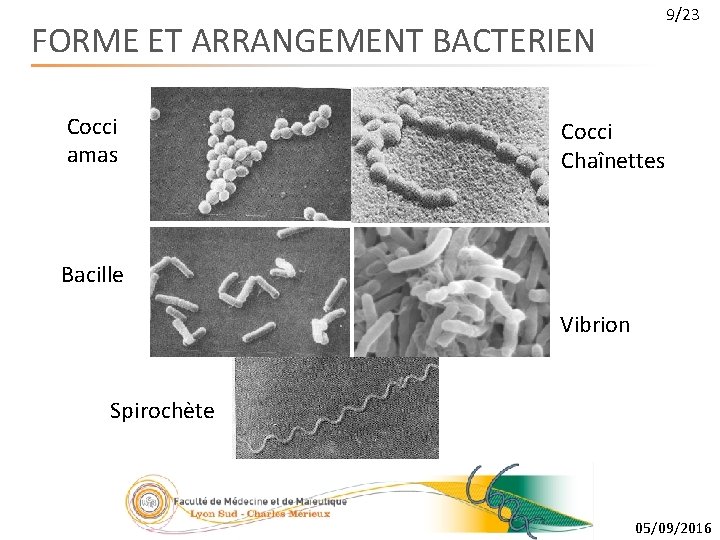 9/23 FORME ET ARRANGEMENT BACTERIEN Cocci amas Cocci Chaînettes Bacille Vibrion Spirochète 05/09/2016 