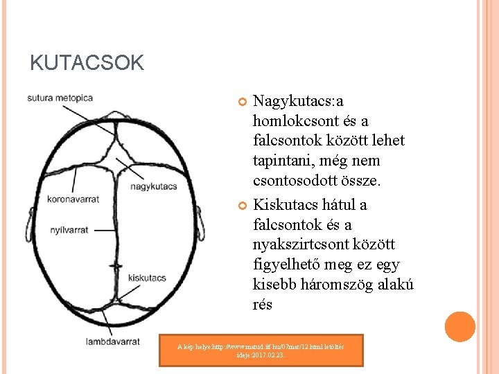 KUTACSOK Nagykutacs: a homlokcsont és a falcsontok között lehet tapintani, még nem csontosodott össze. KUTACSOK Nagykutacs: a homlokcsont és a falcsontok között lehet tapintani, még nem csontosodott össze.