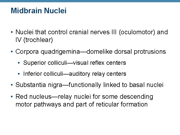 Midbrain Nuclei • Nuclei that control cranial nerves III (oculomotor) and IV (trochlear) •