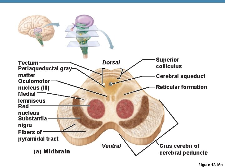 Tectum Periaqueductal gray matter Oculomotor nucleus (III) Medial lemniscus Red nucleus Substantia nigra Fibers
