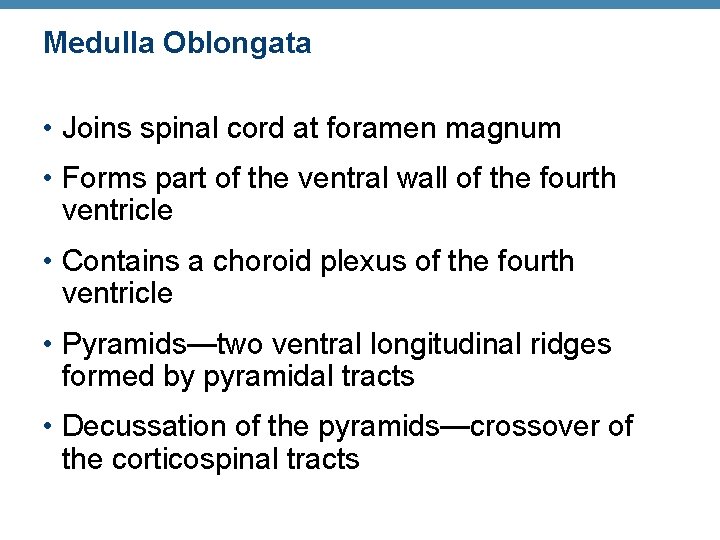 Medulla Oblongata • Joins spinal cord at foramen magnum • Forms part of the