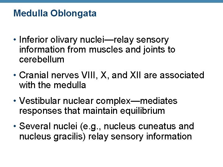 Medulla Oblongata • Inferior olivary nuclei—relay sensory information from muscles and joints to cerebellum