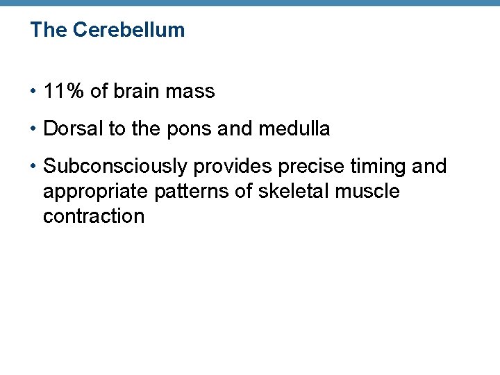 The Cerebellum • 11% of brain mass • Dorsal to the pons and medulla