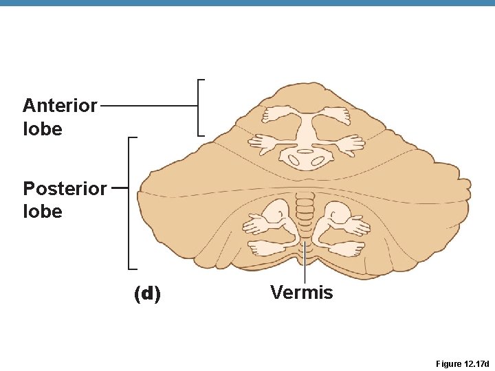 Anterior lobe Posterior lobe (d) Vermis Figure 12. 17 d 