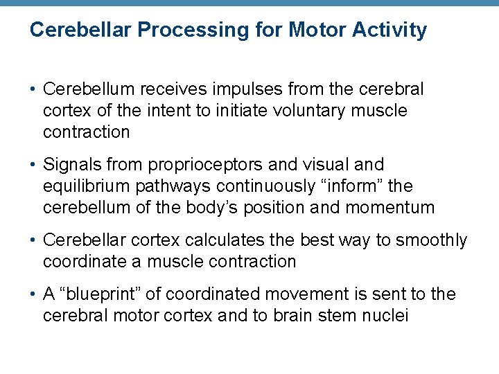 Cerebellar Processing for Motor Activity • Cerebellum receives impulses from the cerebral cortex of