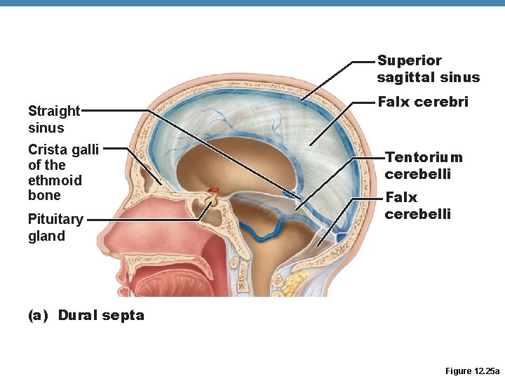 Superior sagittal sinus Straight sinus Crista galli of the ethmoid bone Pituitary gland Falx