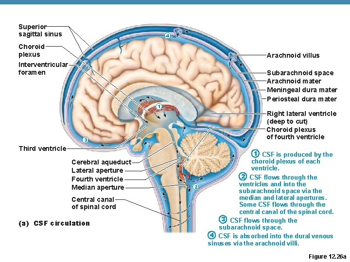 Superior sagittal sinus 4 Choroid plexus Arachnoid villus Interventricular foramen Subarachnoid space Arachnoid mater