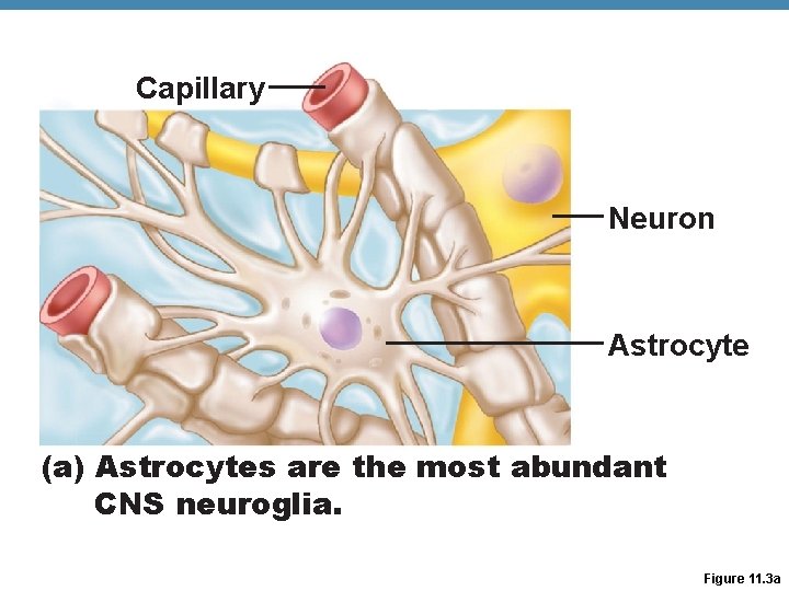 Capillary Neuron Astrocyte (a) Astrocytes are the most abundant CNS neuroglia. Figure 11. 3