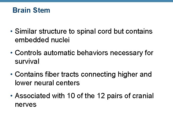 Brain Stem • Similar structure to spinal cord but contains embedded nuclei • Controls