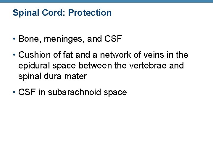 Spinal Cord: Protection • Bone, meninges, and CSF • Cushion of fat and a