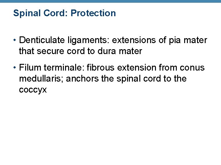 Spinal Cord: Protection • Denticulate ligaments: extensions of pia mater that secure cord to