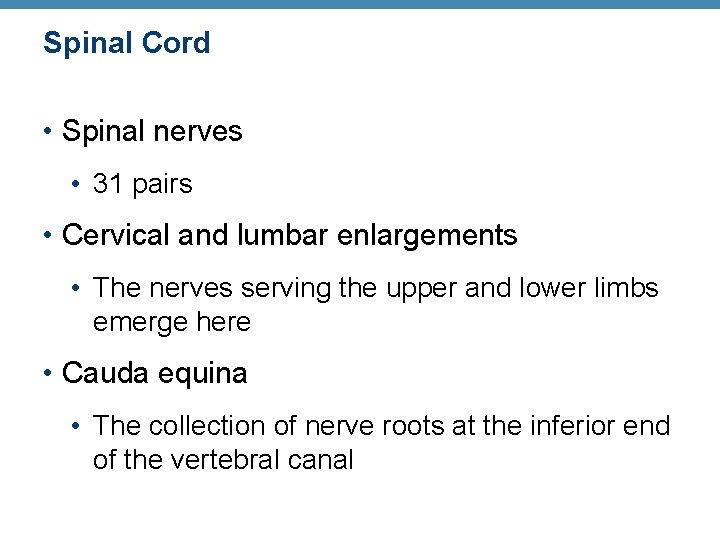 Spinal Cord • Spinal nerves • 31 pairs • Cervical and lumbar enlargements •