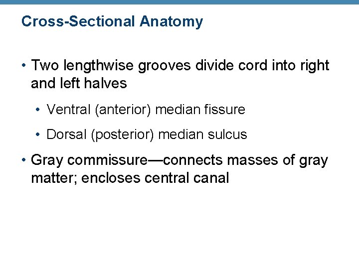 Cross-Sectional Anatomy • Two lengthwise grooves divide cord into right and left halves •