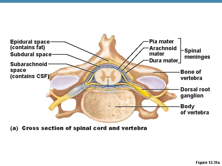 Epidural space (contains fat) Subdural space Subarachnoid space (contains CSF) Pia mater Arachnoid mater