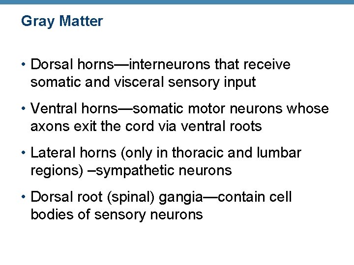 Gray Matter • Dorsal horns—interneurons that receive somatic and visceral sensory input • Ventral