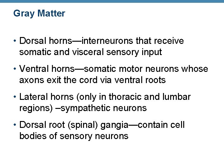 Gray Matter • Dorsal horns—interneurons that receive somatic and visceral sensory input • Ventral