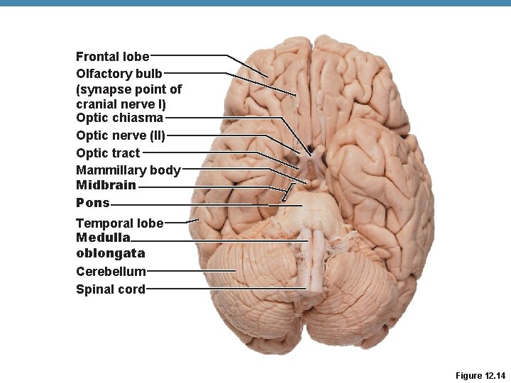 Frontal lobe Olfactory bulb (synapse point of cranial nerve I) Optic chiasma Optic nerve