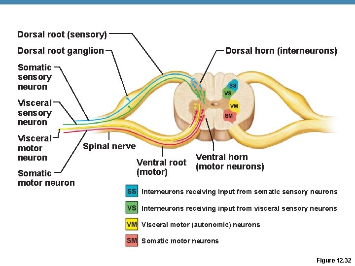 Dorsal root (sensory) Dorsal root ganglion Dorsal horn (interneurons) Somatic sensory neuron Visceral motor