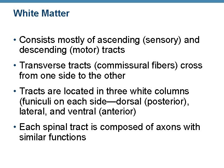 White Matter • Consists mostly of ascending (sensory) and descending (motor) tracts • Transverse