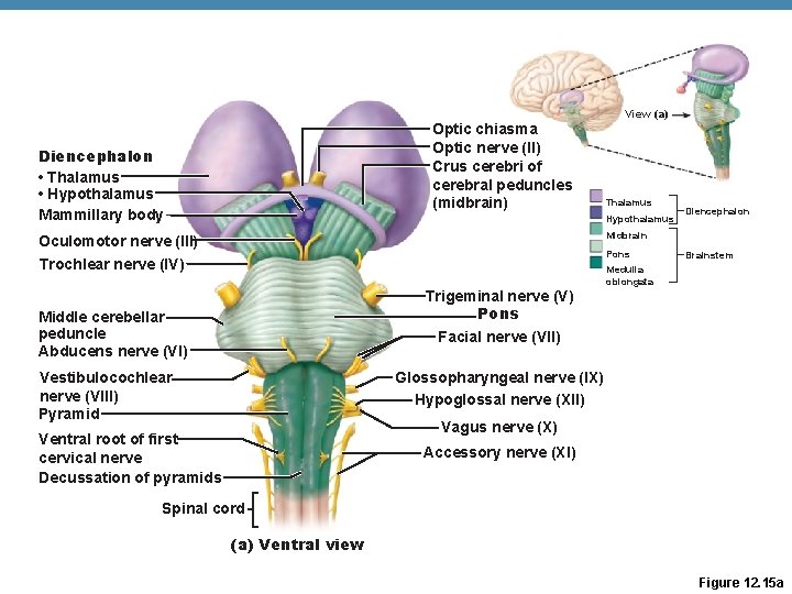 Optic chiasma Optic nerve (II) Crus cerebri of cerebral peduncles (midbrain) Diencephalon • Thalamus