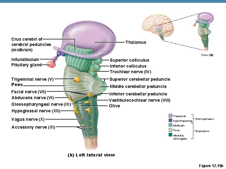 Crus cerebri of cerebral peduncles (midbrain) Thalamus View (b) Infundibulum Pituitary gland Superior colliculus